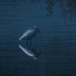 Girl by the River, fiction by TOTI O’BRIEN